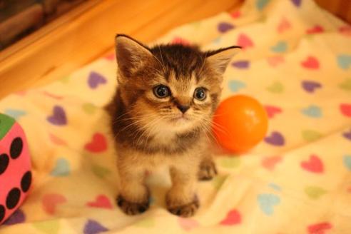 成約済の大阪府のスコティッシュフォールド-11270の5枚目