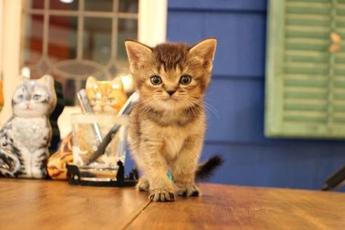 成約済の大阪府のスコティッシュフォールド-11270の4枚目