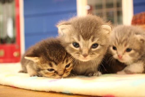 成約済の大阪府のスコティッシュフォールド-11270の3枚目