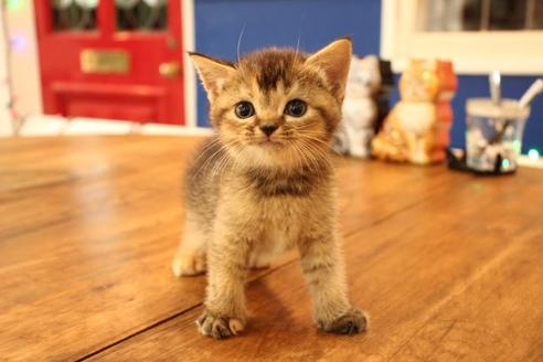 成約済の大阪府のスコティッシュフォールド-11271の1枚目