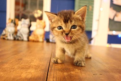 成約済の大阪府のスコティッシュフォールド-11271の6枚目