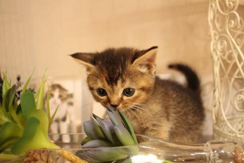 成約済の大阪府のスコティッシュフォールド-11271の5枚目