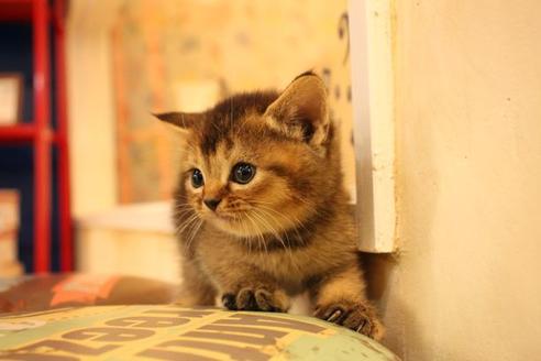 成約済の大阪府のスコティッシュフォールド-11271の4枚目