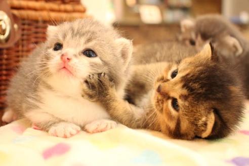 成約済の大阪府のスコティッシュフォールド-11271の3枚目