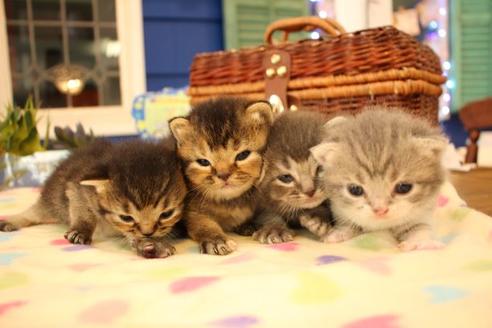 成約済の大阪府のスコティッシュフォールド-11271の2枚目