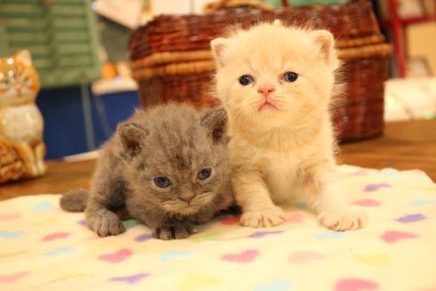 成約済の大阪府のセルカークレックス-11286の3枚目