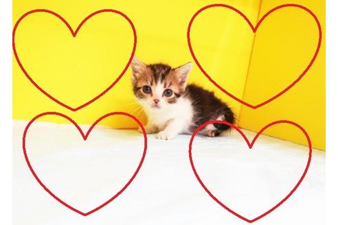 成約済の東京都のスコティッシュフォールド-11382の2枚目