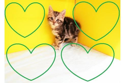 成約済の東京都のアメリカンショートヘア-11383の2枚目