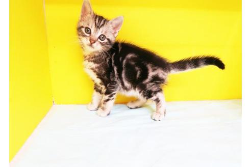 成約済の東京都のアメリカンショートヘア-11383の1枚目