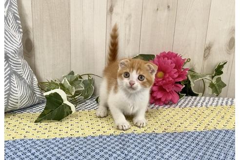 成約済の大阪府のスコティッシュフォールド-11424の3枚目