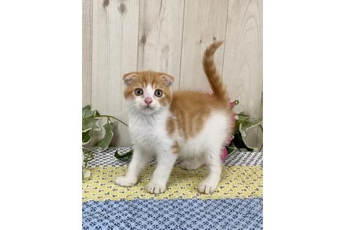 成約済の大阪府のスコティッシュフォールド-11424の2枚目