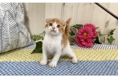 成約済の大阪府のスコティッシュフォールド-11424の1枚目