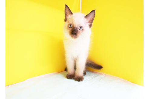 成約済の東京都のラグドール-11447の2枚目