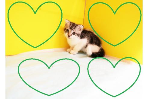 成約済の東京都のスコティッシュフォールド-11448の1枚目