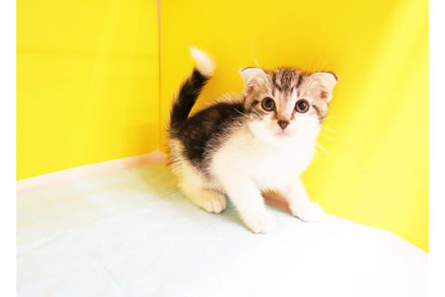 成約済の東京都のスコティッシュフォールド-11448の2枚目