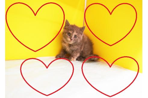 成約済の東京都のスコティッシュフォールド-11449の1枚目