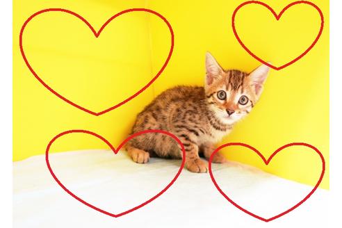 成約済の東京都のベンガル-11450の1枚目