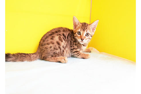 成約済の東京都のベンガル-11450の2枚目