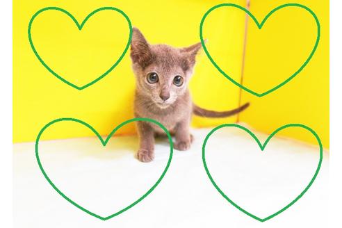 成約済の東京都のロシアンブルー-11451の1枚目