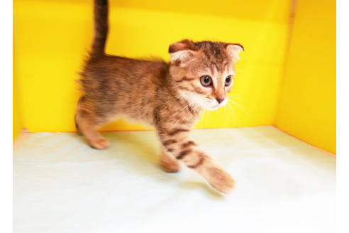 成約済の東京都のスコティッシュフォールド-11452の2枚目