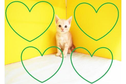 成約済の東京都のマンチカン-11461の2枚目