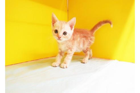 成約済の東京都のマンチカン-11461の1枚目