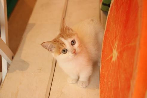 成約済の大阪府のマンチカン-10675の2枚目