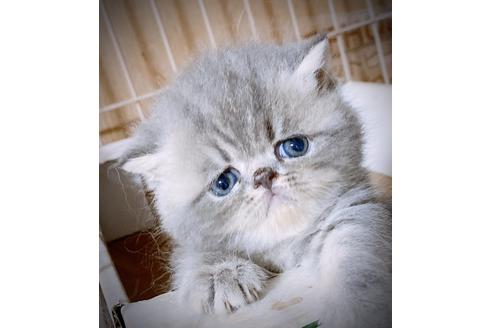 エキゾチックショートヘア 子猫id 11551 の詳細情報 大阪府 女の子 2020 06 25生まれ ブルークリーム 子猫ブリーダーナビ
