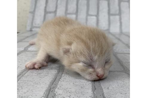 成約済の埼玉県のスコティッシュフォールド-11502の43枚目