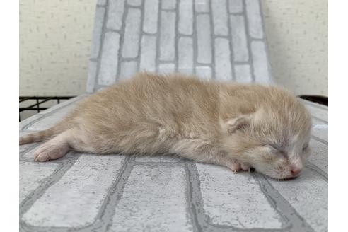 成約済の埼玉県のスコティッシュフォールド-11502の42枚目