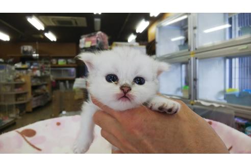 成約済の愛知県のペルシャ(チンチラ)-11549の3枚目