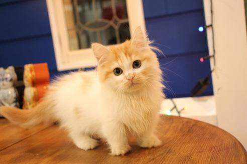 成約済の大阪府のマンチカン-11171の3枚目