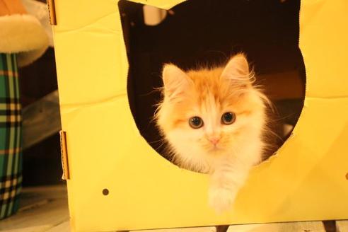 成約済の大阪府のマンチカン-11171の2枚目