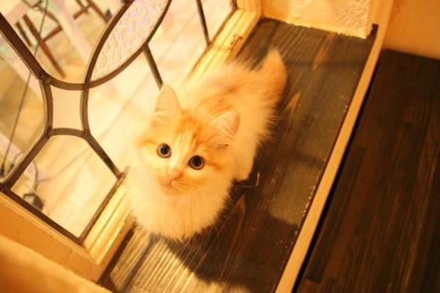 成約済の大阪府のマンチカン-11171の1枚目