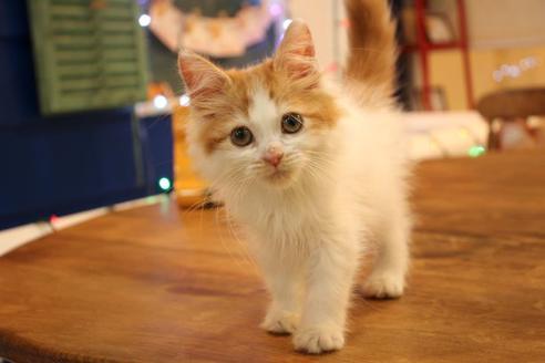 成約済の大阪府のマンチカン-11169の4枚目