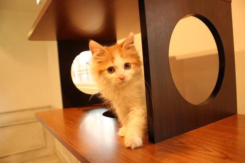 成約済の大阪府のマンチカン-11169の1枚目