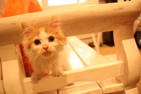 成約済の大阪府のマンチカン-11169の3枚目