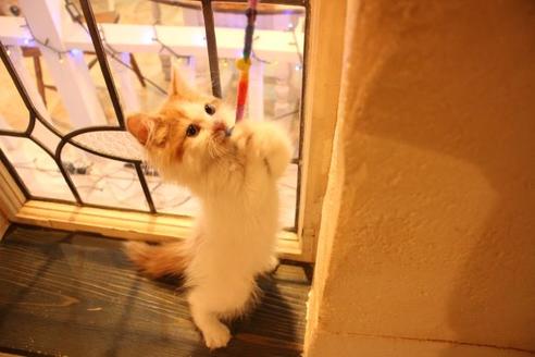 成約済の大阪府のマンチカン-11169の2枚目