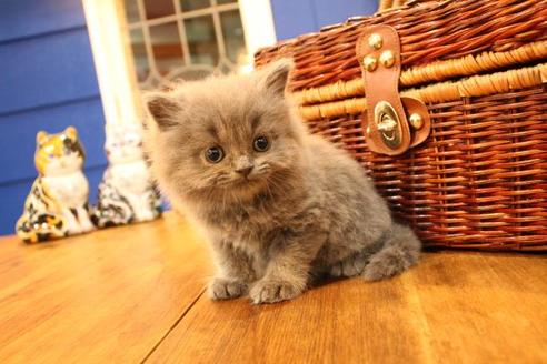 成約済の大阪府のブリティッシュショートヘア-11554の8枚目