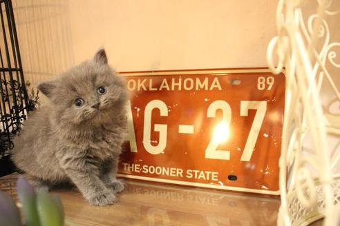 成約済の大阪府のブリティッシュショートヘア-11554の7枚目