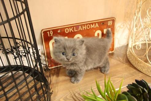 成約済の大阪府のブリティッシュショートヘア-11554の6枚目