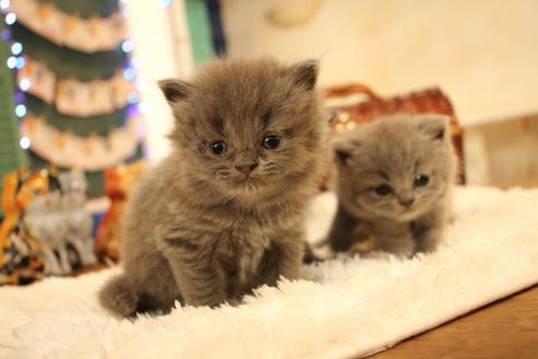 成約済の大阪府のブリティッシュショートヘア-11554の5枚目