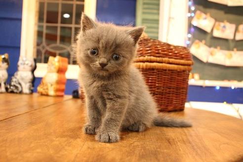 成約済の大阪府のブリティッシュショートヘア-11557の7枚目