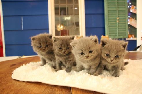 成約済の大阪府のブリティッシュショートヘア-11557の4枚目