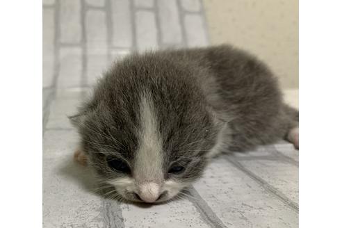 成約済の埼玉県のスコティッシュフォールド-11501の85枚目