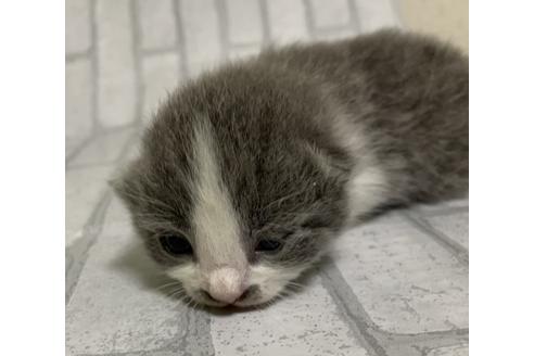 成約済の埼玉県のスコティッシュフォールド-11501の84枚目