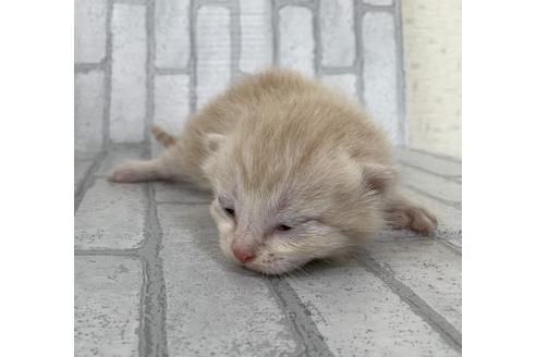 成約済の埼玉県のスコティッシュフォールド-11502の40枚目