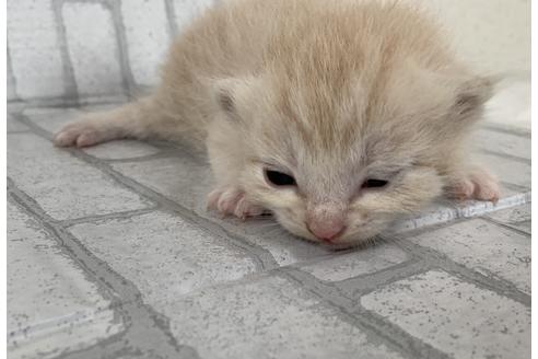 成約済の埼玉県のスコティッシュフォールド-11502の37枚目