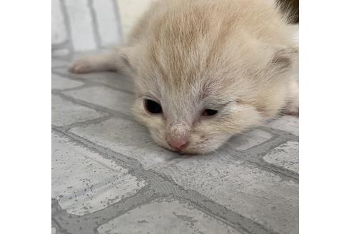 成約済の埼玉県のスコティッシュフォールド-11502の35枚目