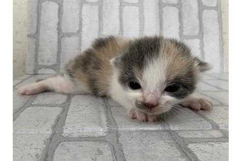 成約済の埼玉県のスコティッシュフォールド-11499の35枚目